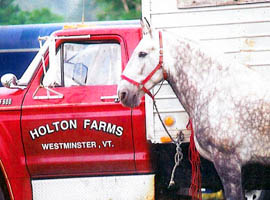 Red truck and horse Holton Farms in Westminster, Vermont USA
