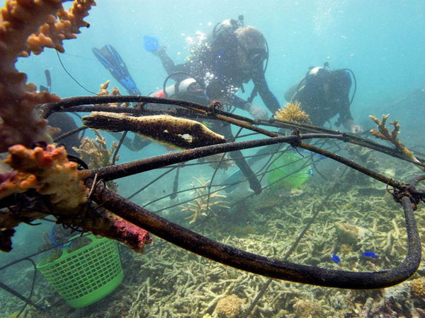 Installing Biorock reef in Gili Islands, Indonesia