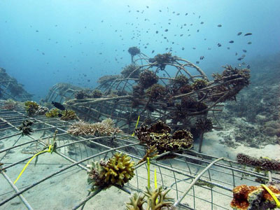 Growing a Biorock reef, Gili Eco Trust - Gili Islands, Indonesia Growing a Biorock reef, Gili Eco Trust on the Gili Islands, Indonesia
