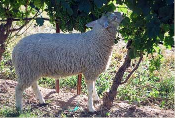 Sheep eating biodynamic grape vine - Ontario, Canada Sheep eating biodynamic grape vine in Ontario, Canada
