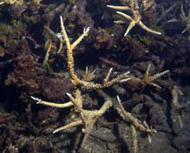 Dead coral - Java Sea, Indonesia Dead coral in the Java Sea, Indonesia