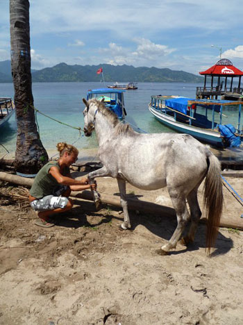 Delphine Robbe, Gili Eco Trust, conducts horse clinic - Gili Islands, Indonesia Delphine Robbe, Gili Eco Trust, conducts horse clinic on the Gili Islands, Indonesia