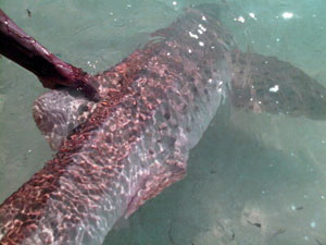 Gili Eco Trust releases a leopard shark - Gili Islands, Indonesia Gili Eco Trust releases a leopard shark on the Gili Islands, Indonesia