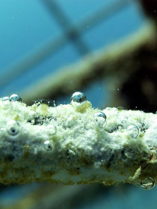 New coral growth on a Biorock reef, Eco Gili Trust - Gili Islands, Indonesia New coral growth on a Biorock reef, Eco Gili Trust on the Gili Islands, Indonesia