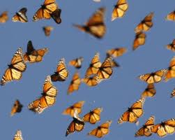 Migrating Monarch butterflies