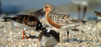 Migratory birds, Cape May National Wildlife Refuge in Cape May, NJ, USA