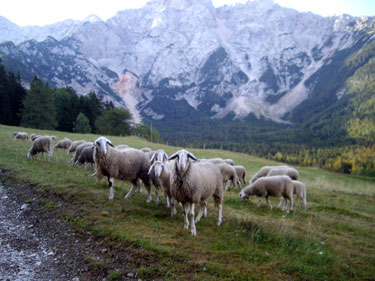 Mountain sheep in Jezersko, Slovenia