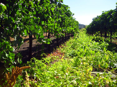 Grape vines interplanted with tomatillos, Rose Ranch in Kenwood, Calif., USA