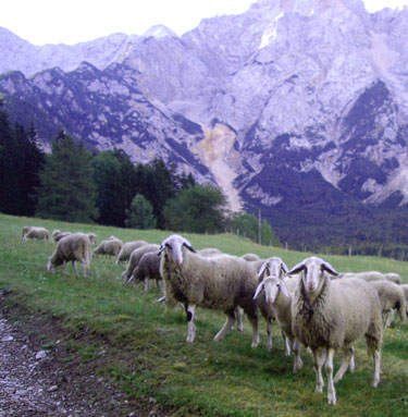 Grazing sheep near Jezersko, Slovenia